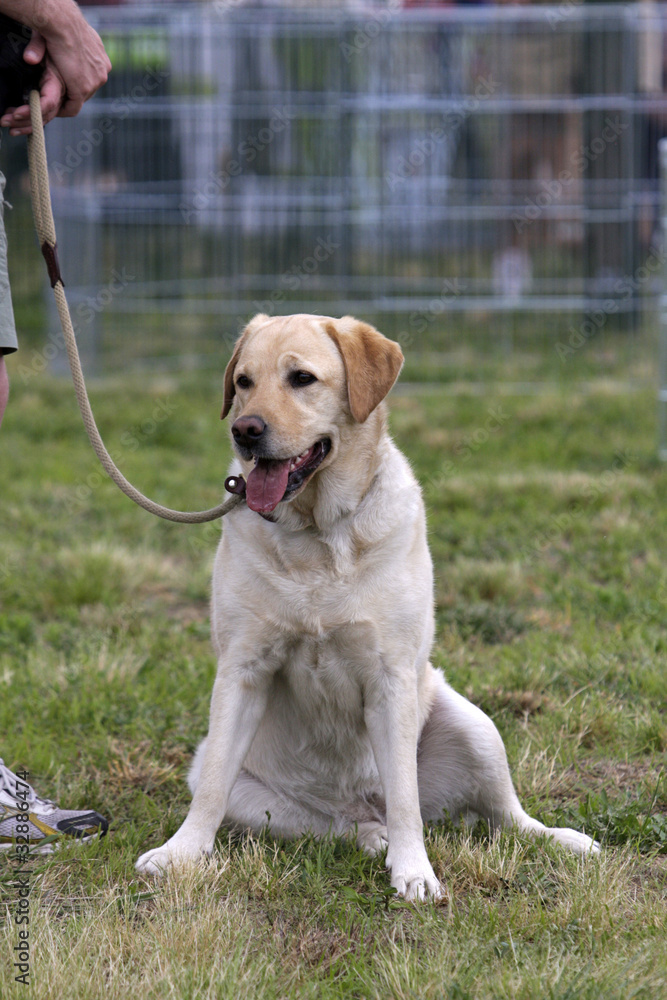 portrait of a female adult labrador portrait of a female adult labrador