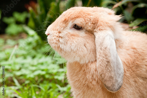 Rabbit closeup