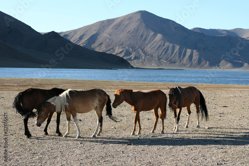 herd of horses © joyt