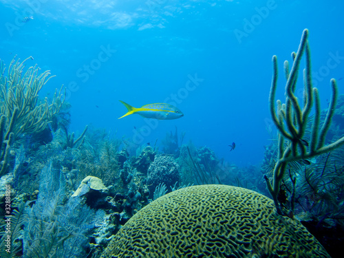 Coral Reef with Yellowtail Snapper