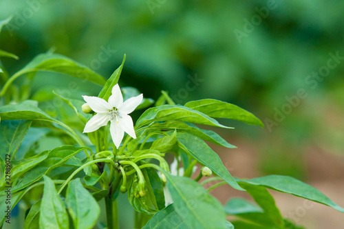 トウガラシの花 photo