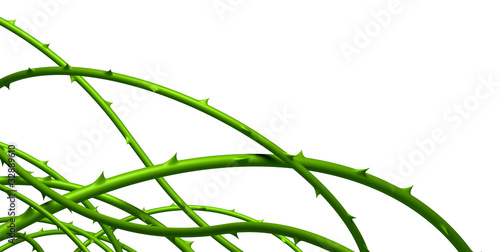 Ronces sur fond blanc 1