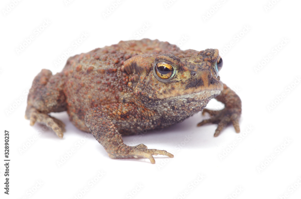 frog frog