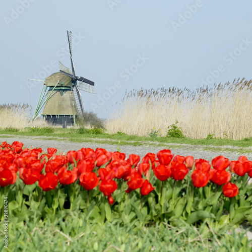 windmill with tulip field at Ooster Egalementsloot, Netherlands photo