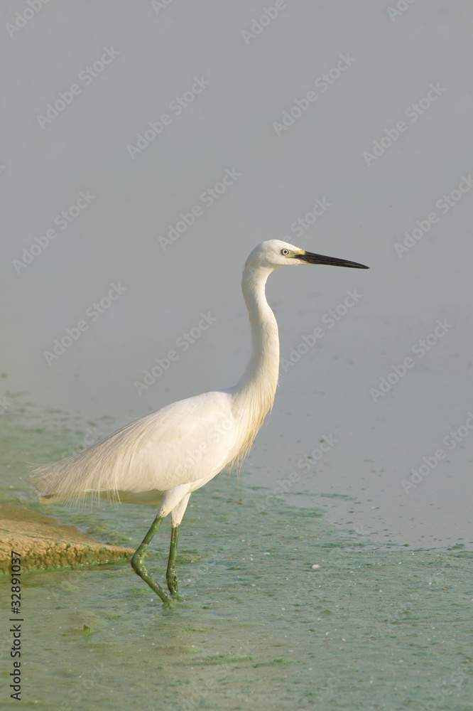 Little Egret (Egretta garzetta) looking for food Little Egret (Egretta garzetta) looking for food