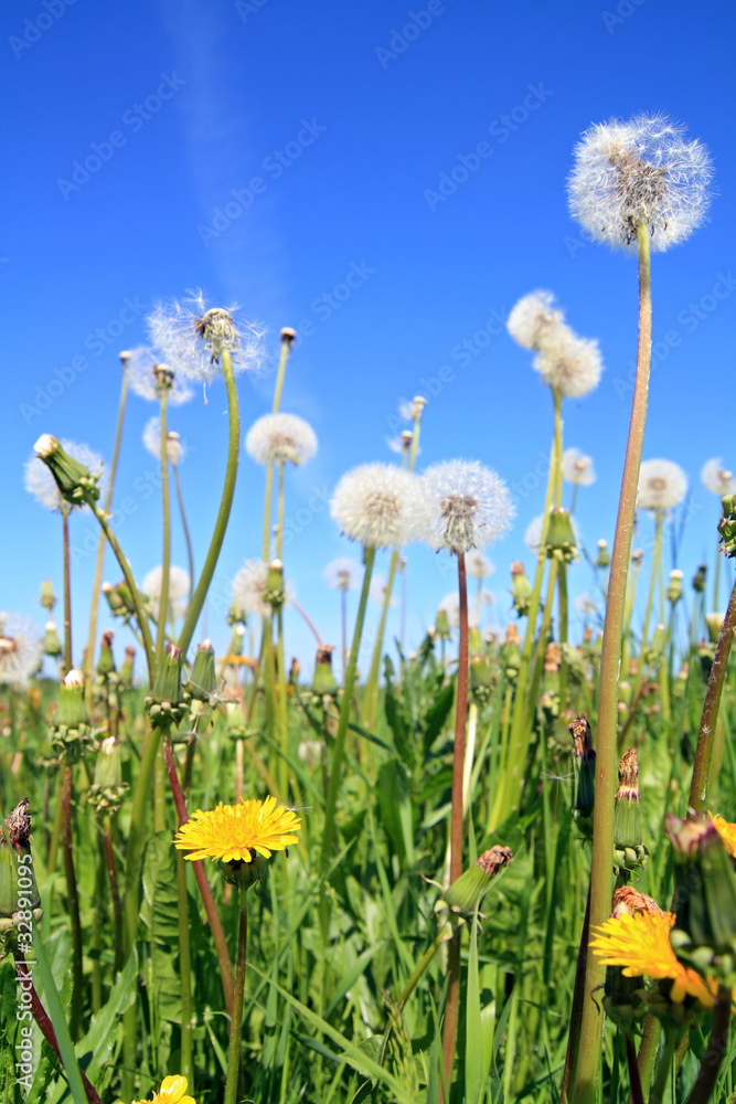 field flowerses on summer field field flowerses on summer field