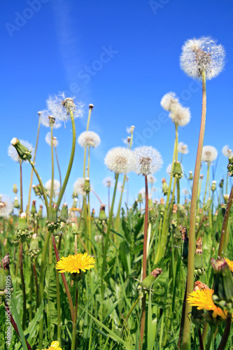 field flowerses on summer field