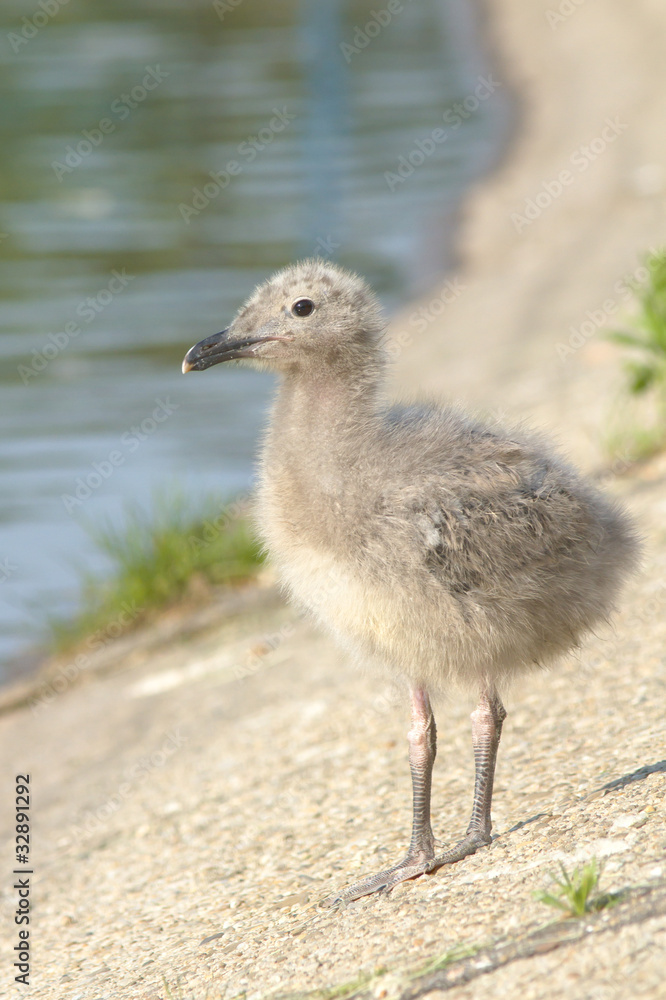 a juvenile of yellow legged-gull / Larus michahellis a juvenile of yellow legged-gull / Larus michahellis