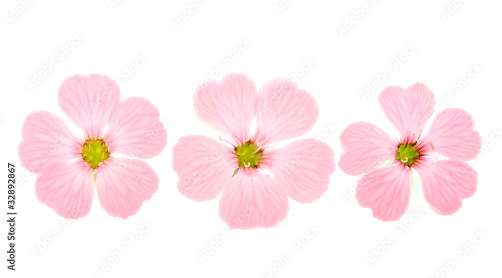 delicate pink flowers delicate pink flowers