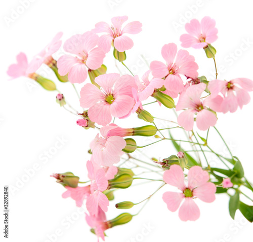 delicate pink flowers