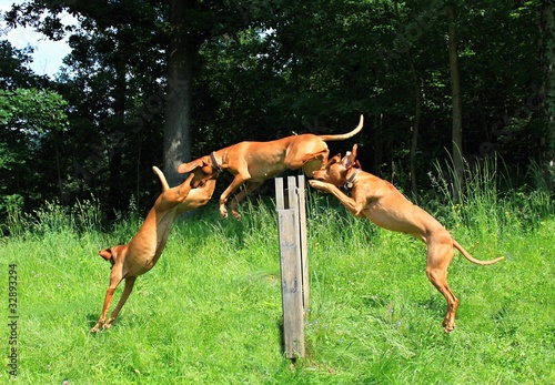 Jump dog photo