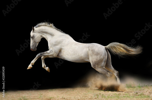 silver-white stallion on black #32893439