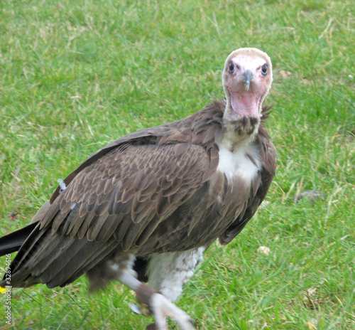 stunning vulture - bird of prey © lizascotty