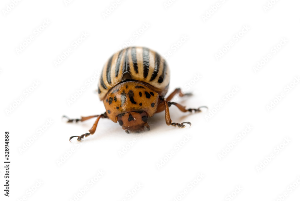 Colorado beetle Colorado beetle