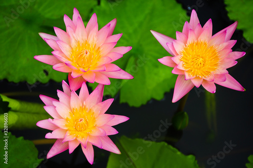 Pink water lilies