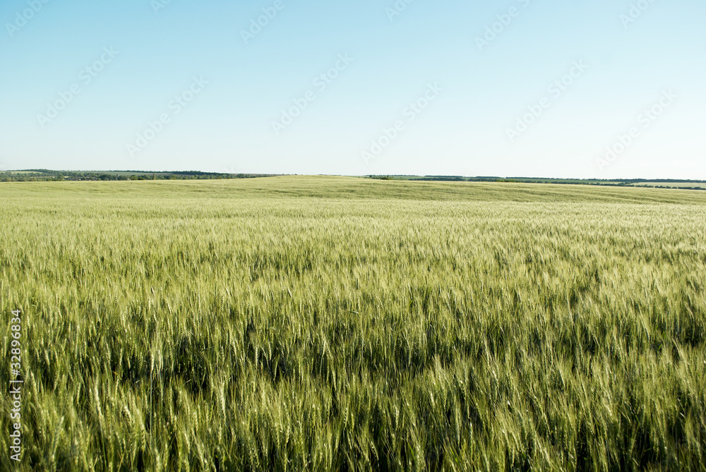 Green wheat  field