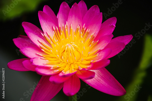 pink waterlily