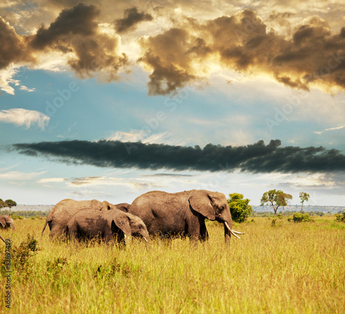 Photography Elephants