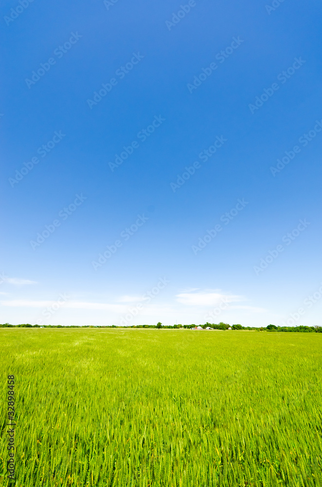 Obraz premium Vibrant simple meadow landscape