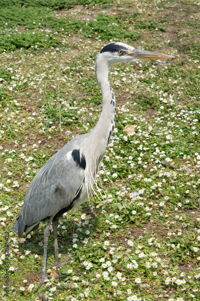 Fototapeta premium heron