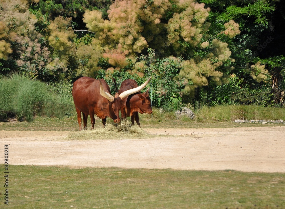 Obraz premium watusis