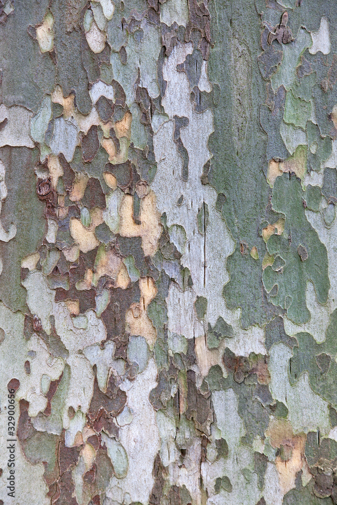 Platan tree bark texture Platan tree bark texture