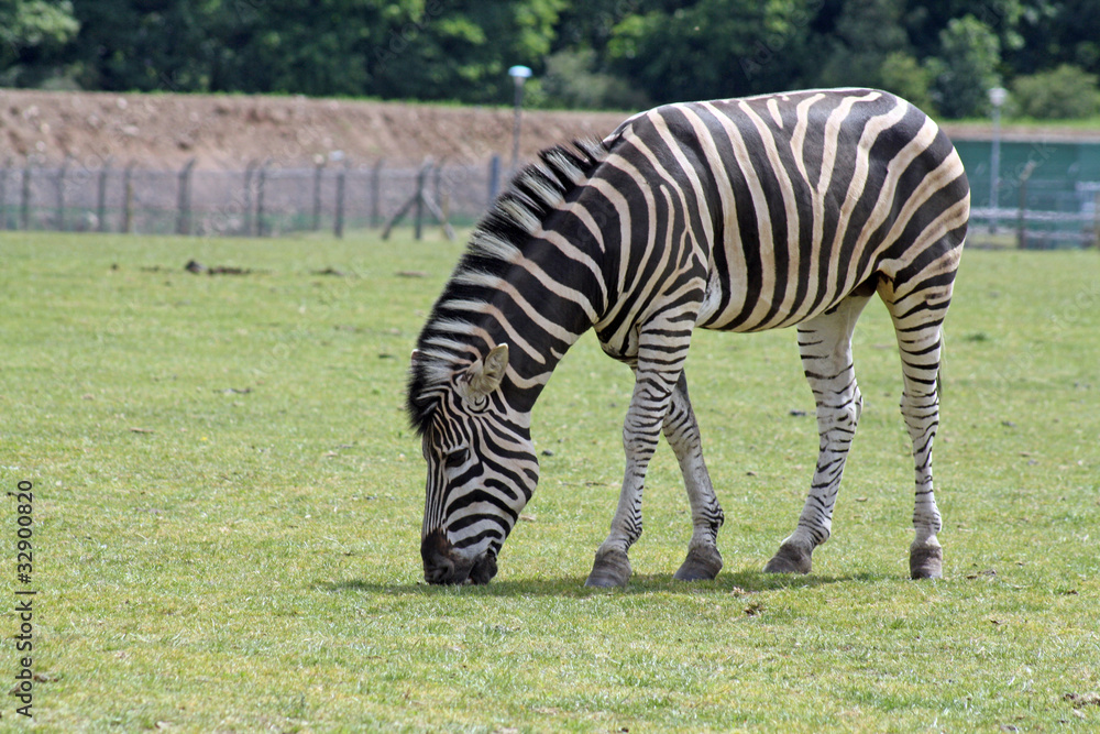 zebra grazing in a field