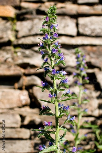 Echter Ysop - Bienenkraut photo