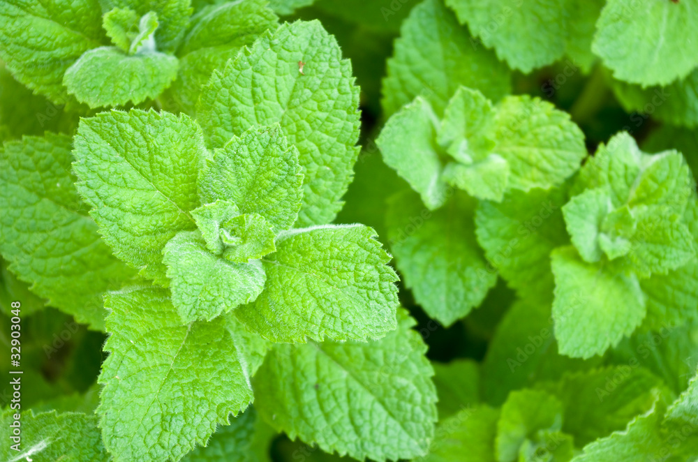 Mint Mint