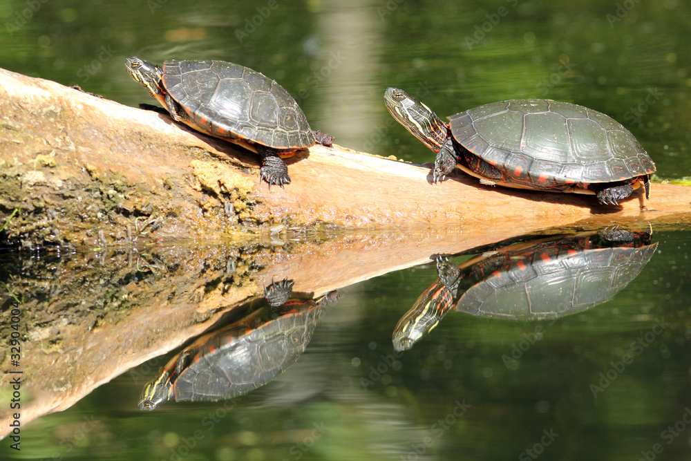 Fototapeta premium Painted Turtles (Chrysemys picta) Basking on a Log