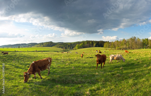 Group of cows