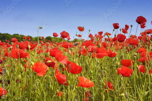 fields of poppies