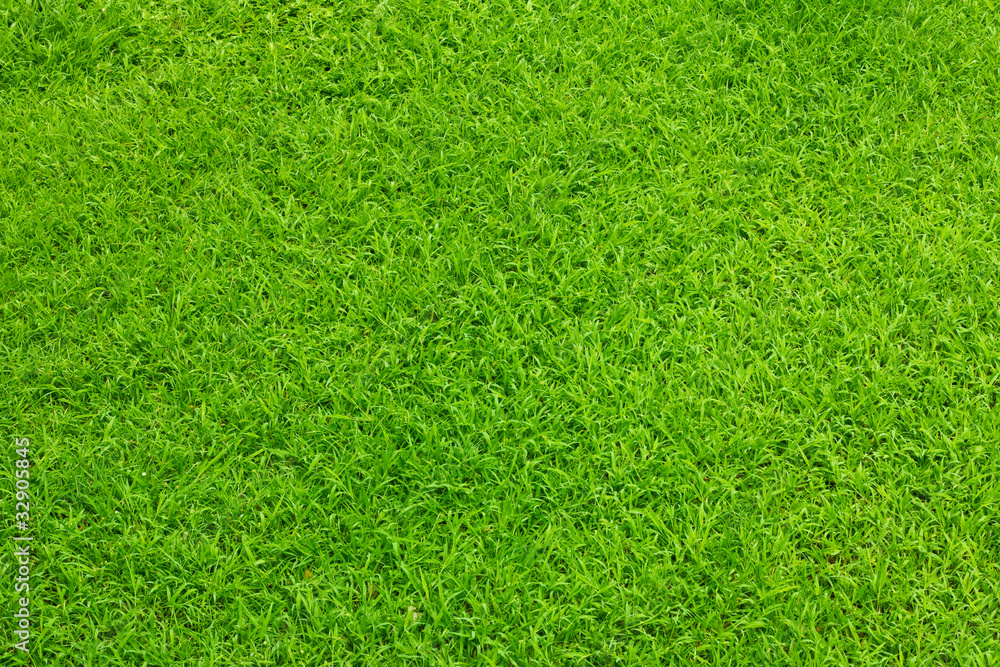 Green grass in garden background Stock Photo Adobe Stock