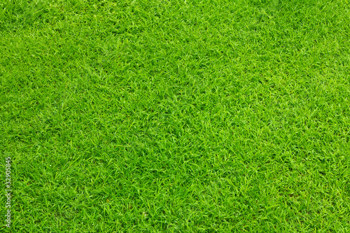 Green grass in garden background