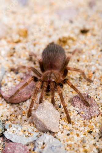 baby tarantula