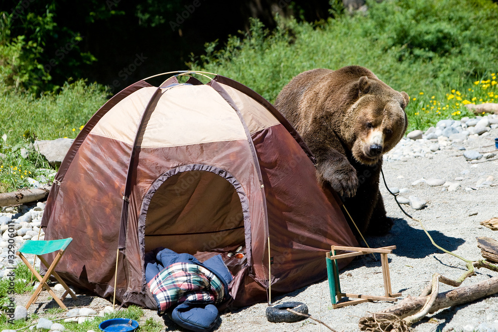 Fototapeta premium Grizzly Bear in a Camp Site