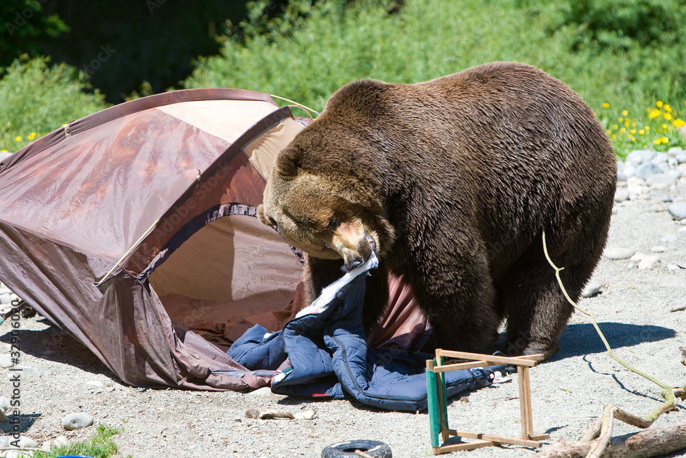 Fototapeta premium Bear shredding Sleeping bag