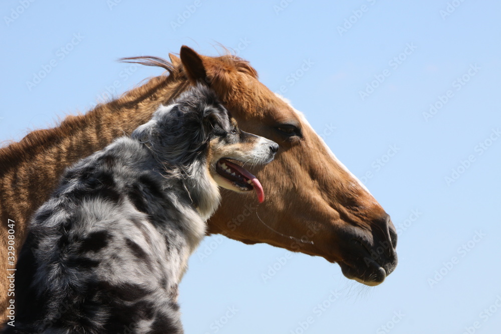 Australian Shepherd mit Pferd