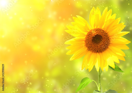 Sunflower © frenta