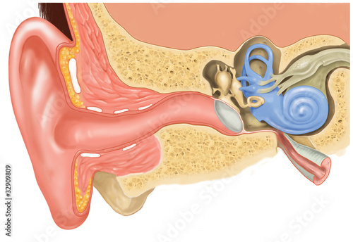 Cross-section illustration showing the internal structure of the human ear
