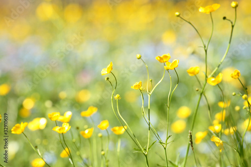 fiorellini gialli in dissolvenza