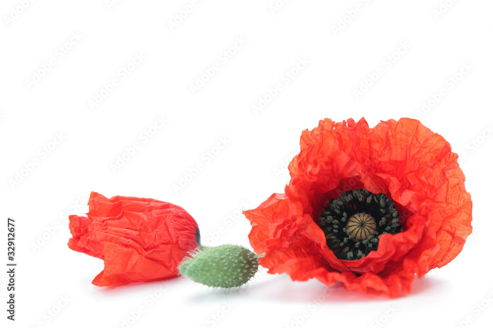 Obraz premium red poppies