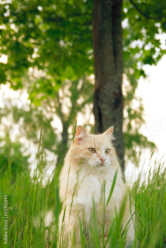 A cat in green grass