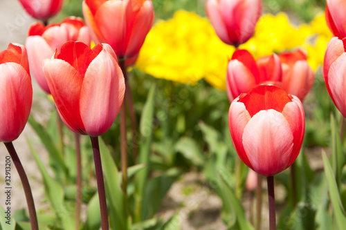 Fototapeta Naklejka Na Ścianę i Meble -  Colorful original tulips