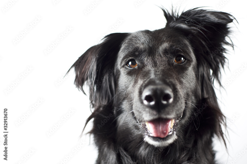 Hund Hund