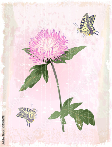 pink aster flower