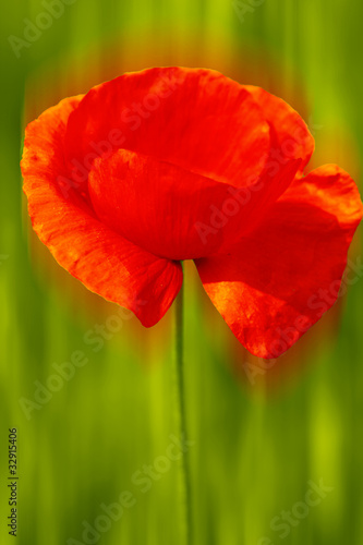 Klatschmohn