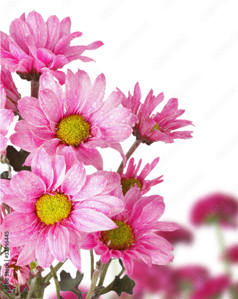 Beautiful Floral Beautiful Floral
