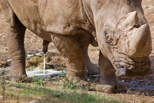 Rinoceronte © arkanoide