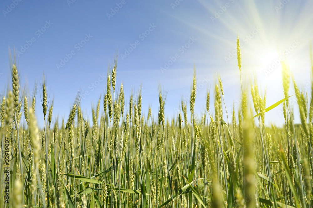 Fototapeta premium Whea field